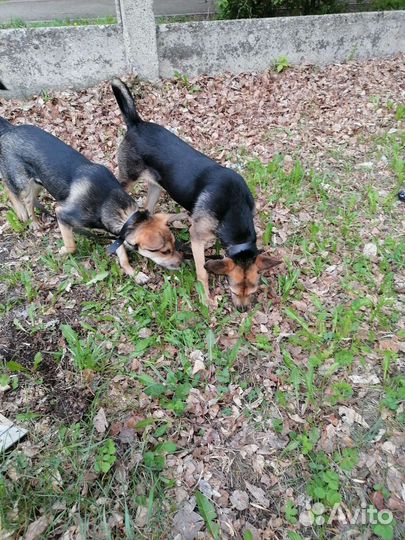 Две сестренки