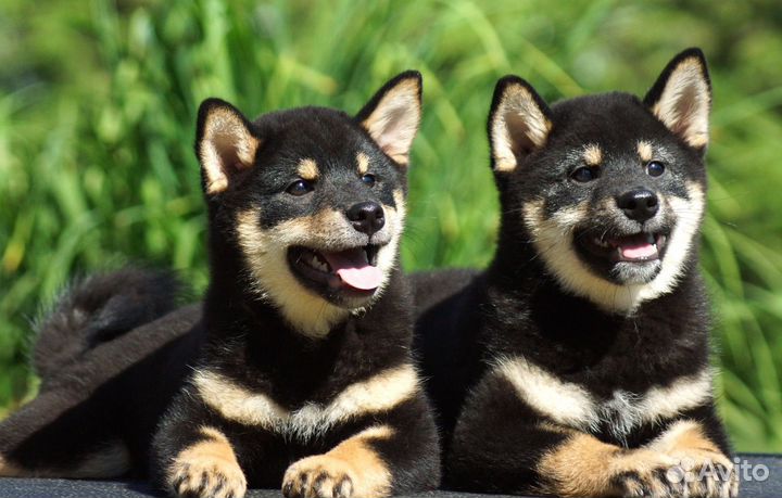 Сиба ину щенки