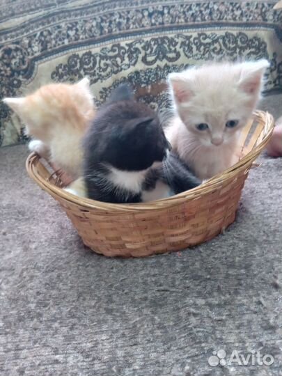 Котята отдам даром