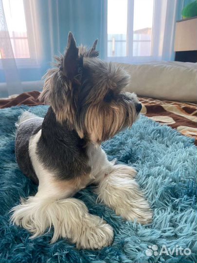 Йоркширский бивер вязка мальчик