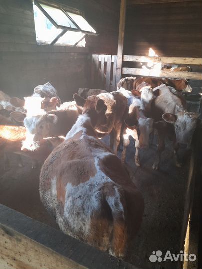 Телята бычки