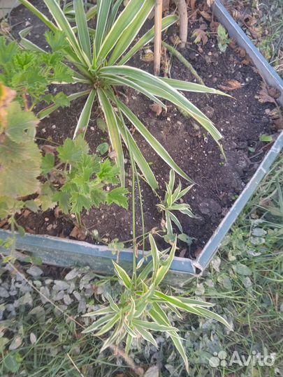 Комнатные растения