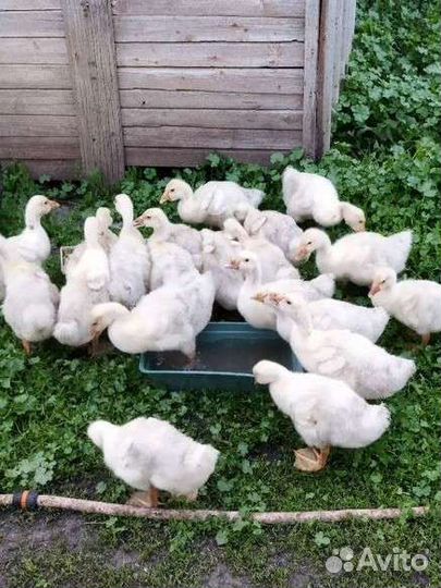 Инкубационное яйцо гусей