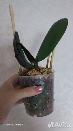 Орхидея Сого Даймонд бабочка