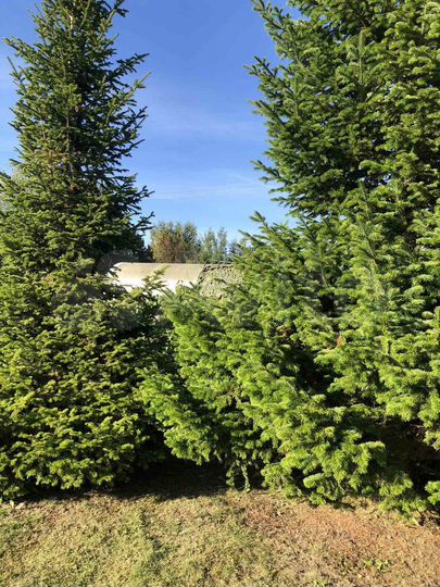 Дача 30 м² на участке 12 сот.