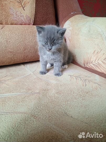 Британские котята
