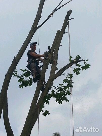 Спил деревьев