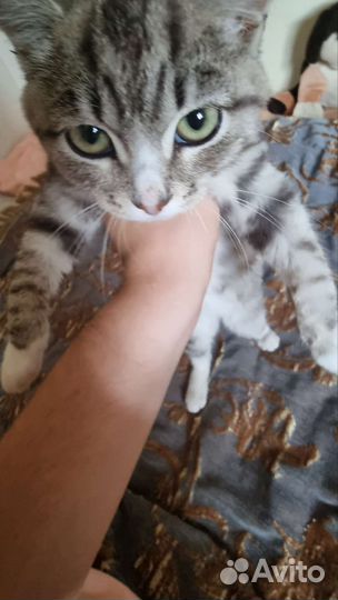 Папа для ваших котят