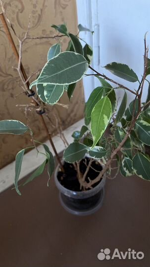 Комнатные растения