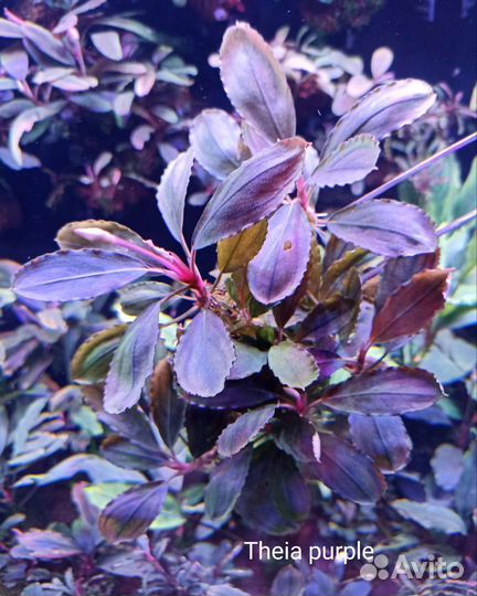 Буцефаландры