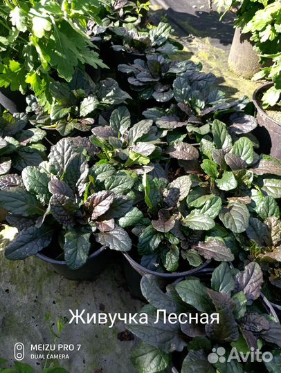 Растения для сада