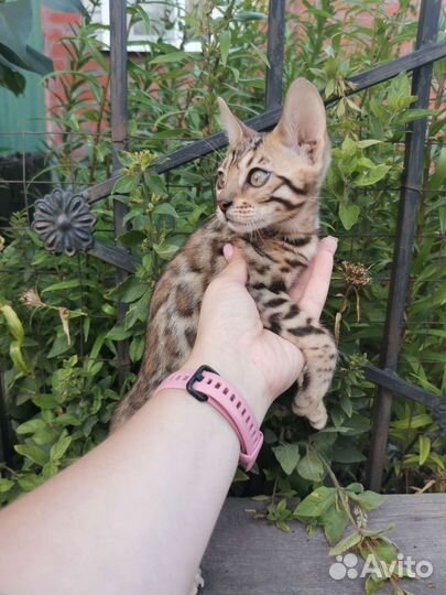 Бенгальские котята