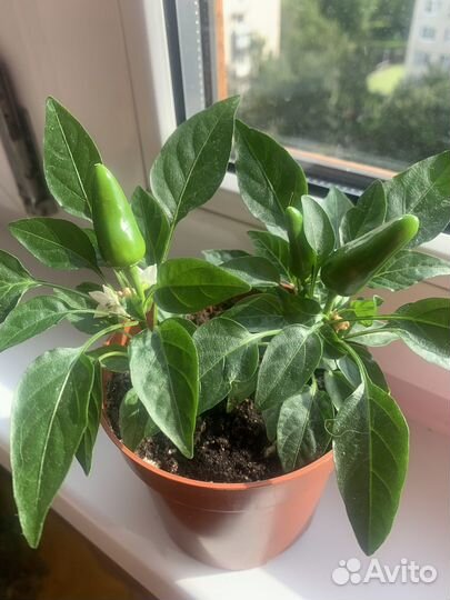 Острый перец в горшке