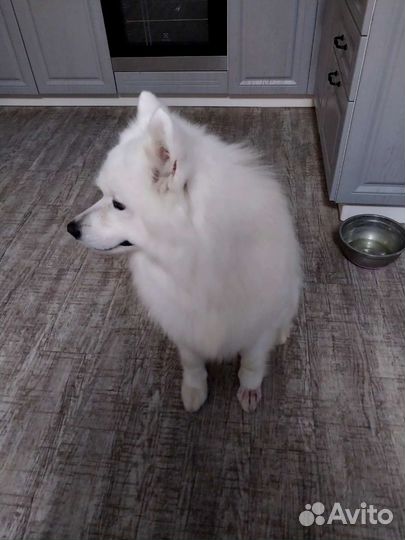 Вязка самоед