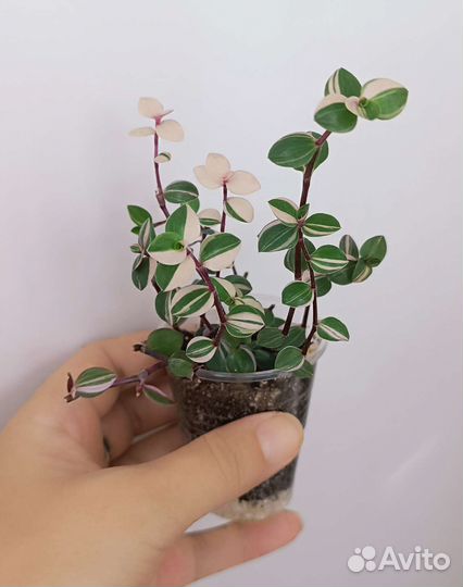 Комнатные растения