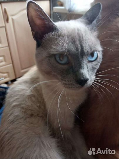 Тайский котик