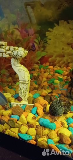 Улитки аквариумные бесплатно