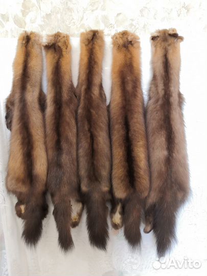 Шкурки соболя дикого сибирского 5 шт