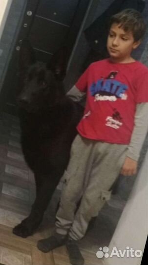 Немецкая овчарка кобель для вязки