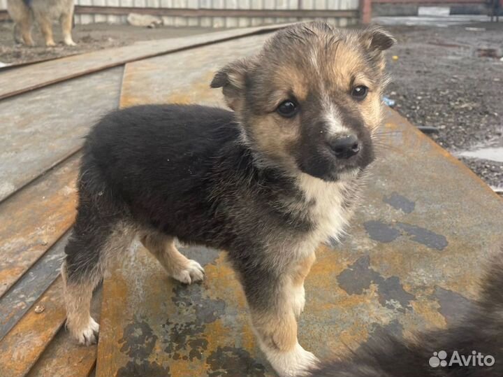 Собака в добрые руки отдам бесплатно щенки