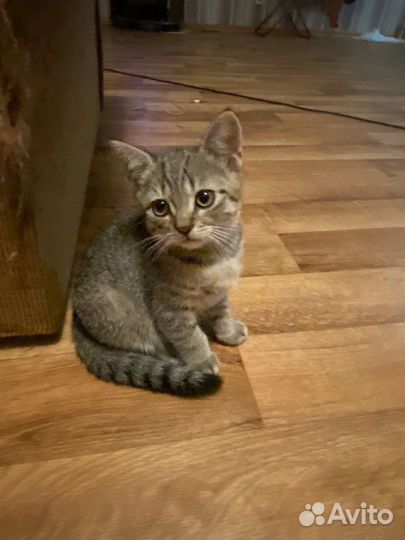 Шотладский кот