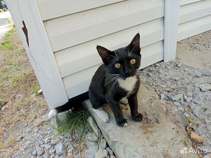 Отдам котенка в добрые руки