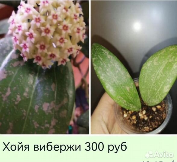 Сортовые хойи