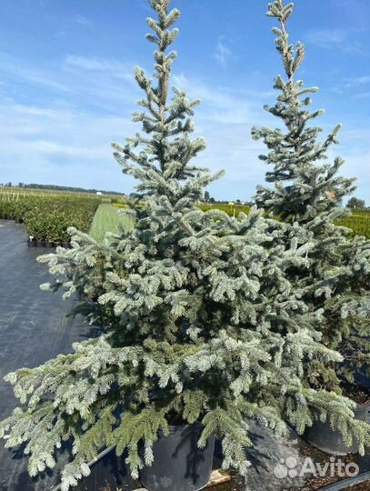 Ель Голубая