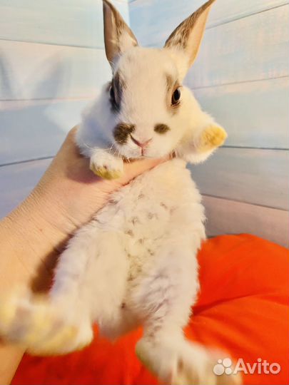 Кролик карликовый рекс