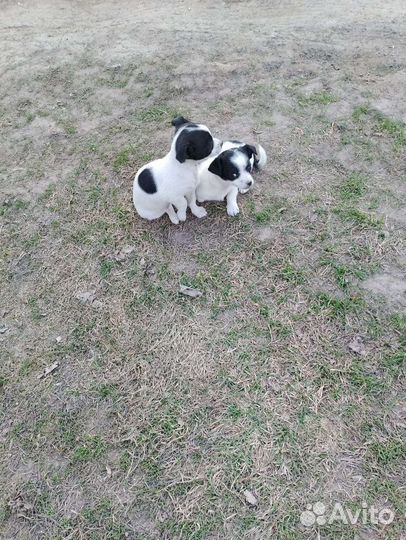 Щенок маленькой породы- девочка,в добрые руки