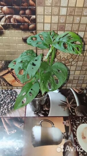 Монстера адансони