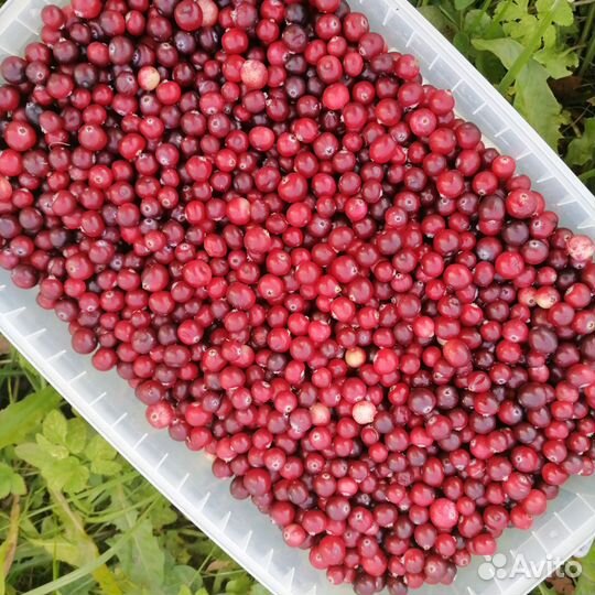 Клюква свежая. Лесные и садовые ягоды