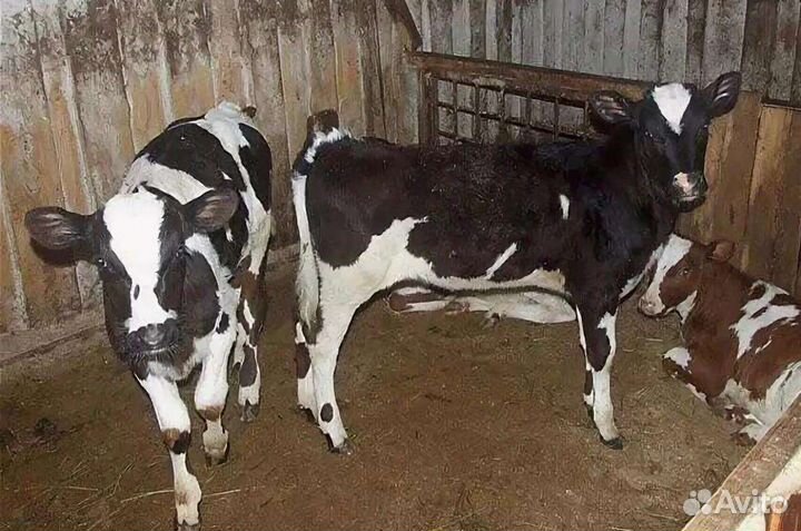 Телята бычки