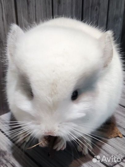 Белая шиншилла малыш белый фиолет самец 1,5 месяца