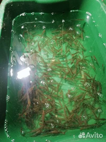 Живец, на окуня