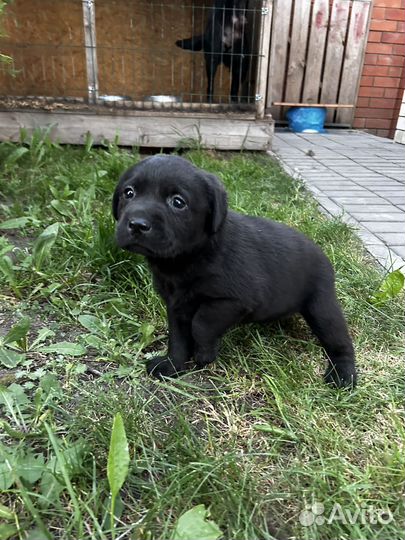 Щенки лабрадора