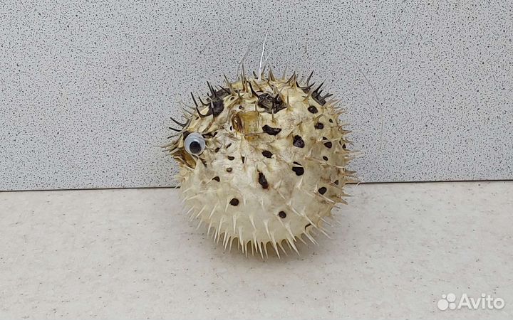 Рыба Еж 7,7 морской сувенир подарок
