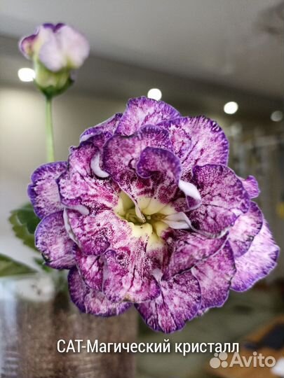 Глоксинии махровые