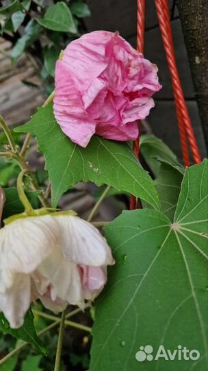 Гибискус изменчивый для улицы и дома