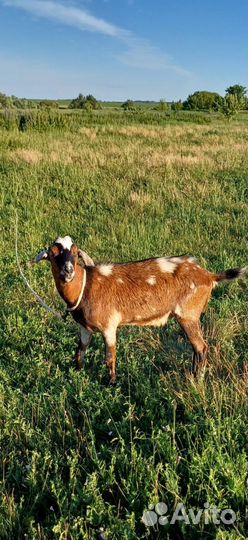 Козы зааненсконубийские