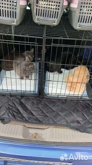 Перевозка животных, зоотакси