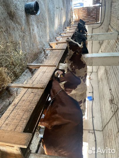 Коровы дойные молочные