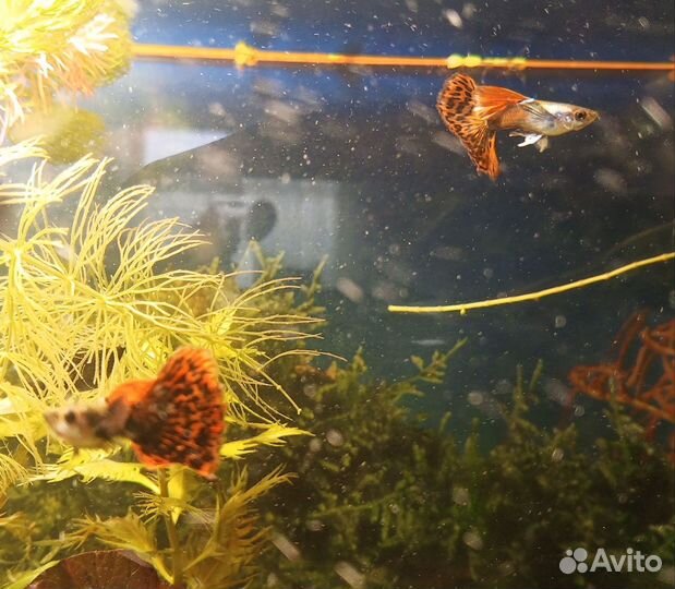 Аквариумные рыбки