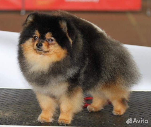 Мини шпиц