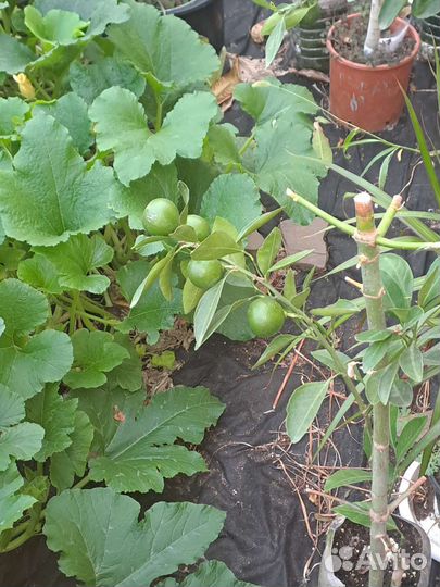 Саженцы мандарина