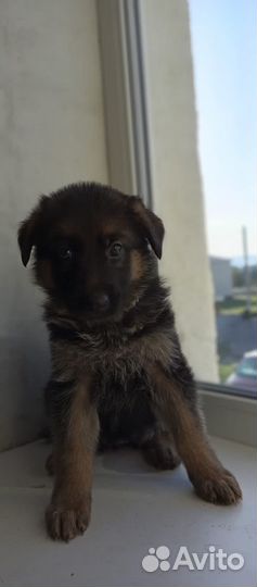 Щенки немецкой овчарки