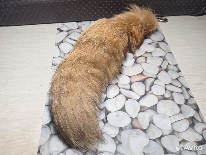 Шкуры лисы
