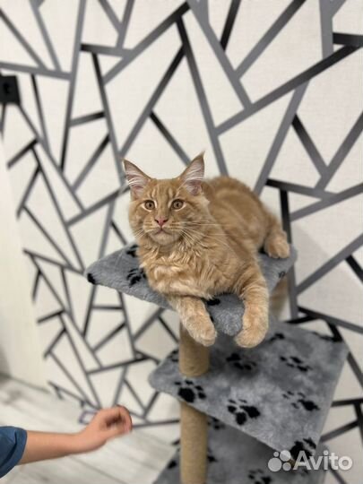 Котята мейкун