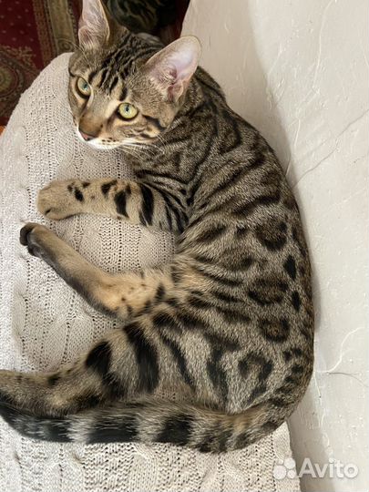 Бенгальский котенок мальчик 8 месяцев