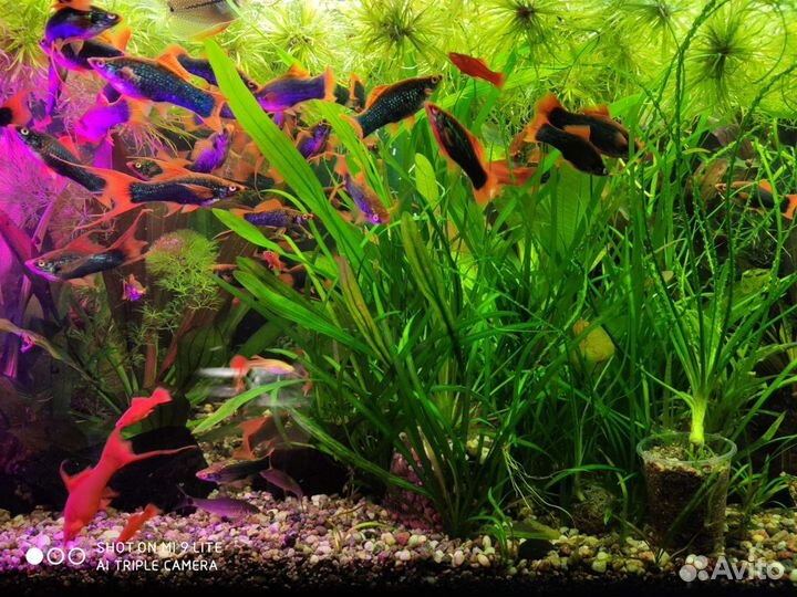 Корм,гурами,гуппи,меченосцы